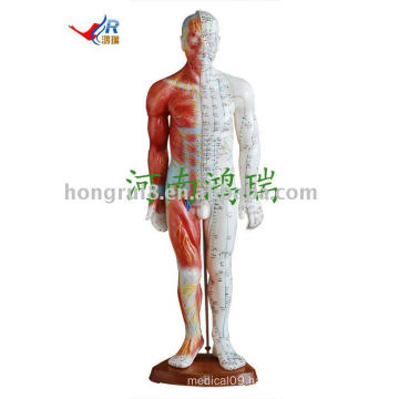 male acupuncture model 55CM (with muscle anatomy)